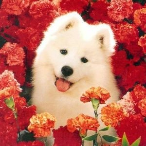 Meet your Posher, Lee